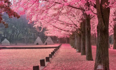 HÀ NỘI – SEOUL – NAMI – STARFIELD – EVERLAND – HÀ NỘI 5N4D