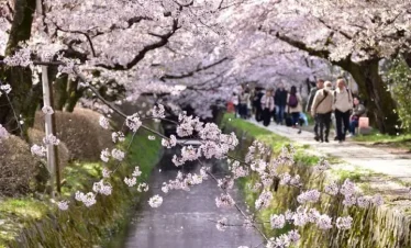 NAGOYA– KYOTO – NÚI PHÚ SĨ – TOKYO