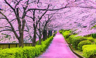 CUNG ĐƯỜNG VÀNG NHẬT BẢN HOA ANH ĐÀO SỚM & HOA MƠ, HOA MẬN  NARA-OSAKA-KYOTO-PHÚ SĨ-TOKYO
