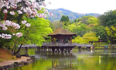 HOA ANH ĐÀO SỚM & HOA MƠ, HOA MẬN NARA- OSAKA- KYOTO- PHÚ SĨ-TOKYO